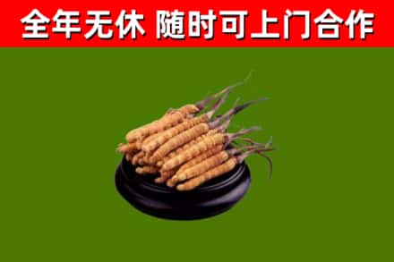 桦南县回收冬虫夏草