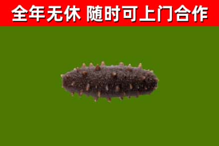 桦南县回收海参干
